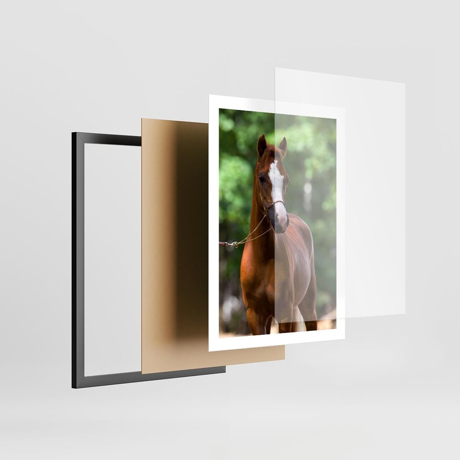 Plakat w ramie 50x70 - Portret Szlachetnego Konia - koń, portret - rama czarna