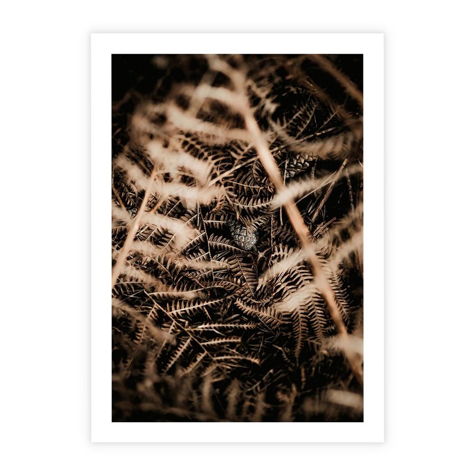 Plakat bez ramy 30x40 - Liście i Paprocie - suche liście, paprocie