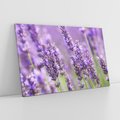 Obraz na płótnie 120x80 - Urok lawendy - lawenda, kwiaty
