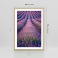 Plakat w ramie 50x70 - Pole Lawendy w Pełnej Krasie - pole lawendy, kompozycja - rama drewno