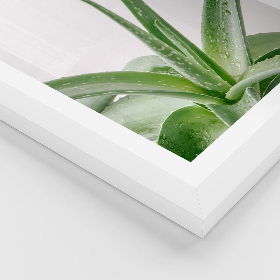 Plakat w ramie 40x50 - Zielone Piękno - aloes, liście - rama biała