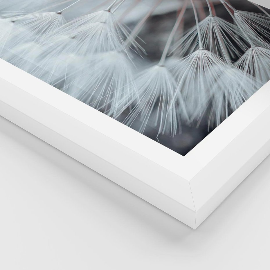 Plakat w ramie 30x40 - Makro Magii Natury - dmuchawiec, zbliżenie makro - rama biała
