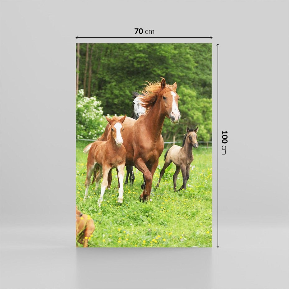 Obraz na płótnie 70x100 - Galopujące konie - konie, galop