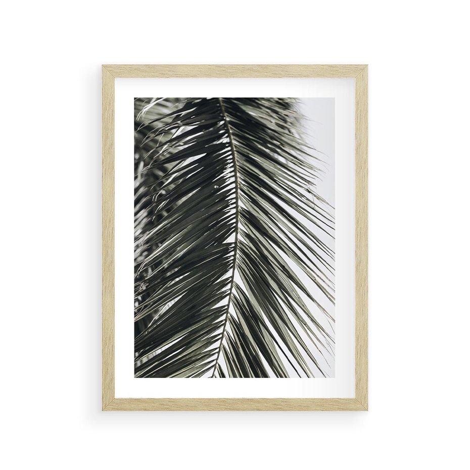 Plakat w ramie 30x40 - Liść Palmy: Egzotyczny Detal Natury - palma, liść palmy - rama drewno