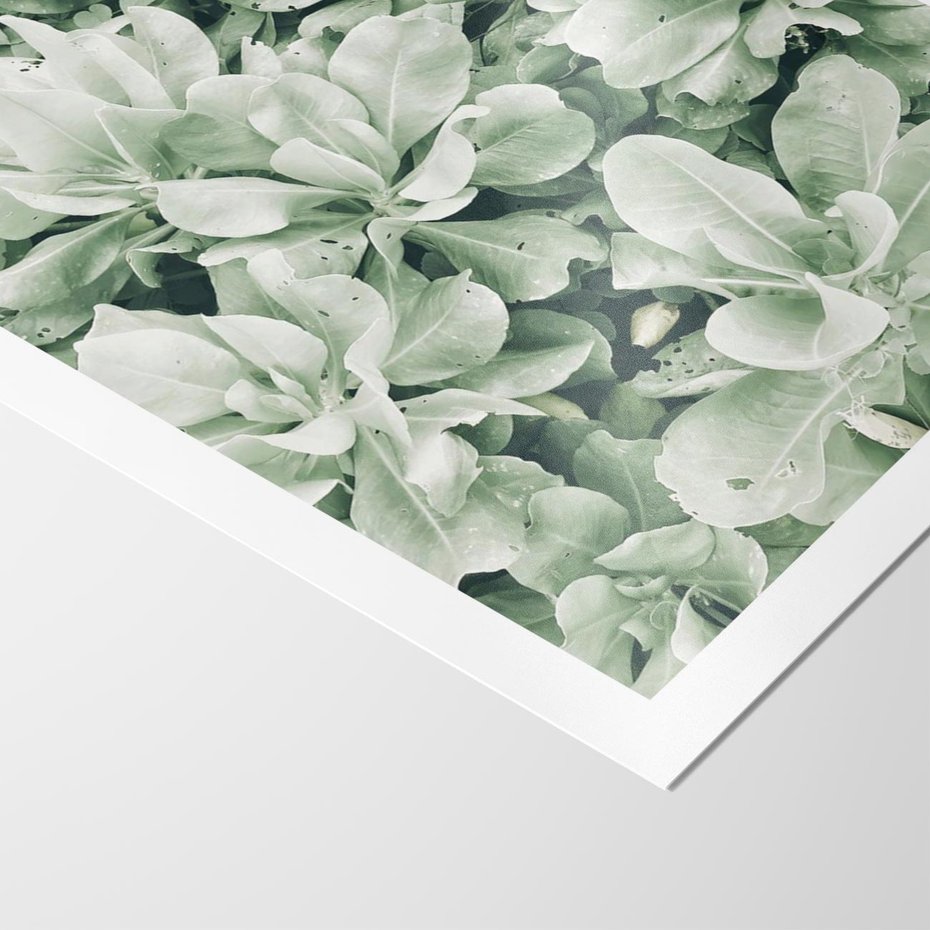 Plakat bez ramy 21x30 - Liście w Jasnych Odcieniach Zielonego - liście, jasna zieleń fotografia