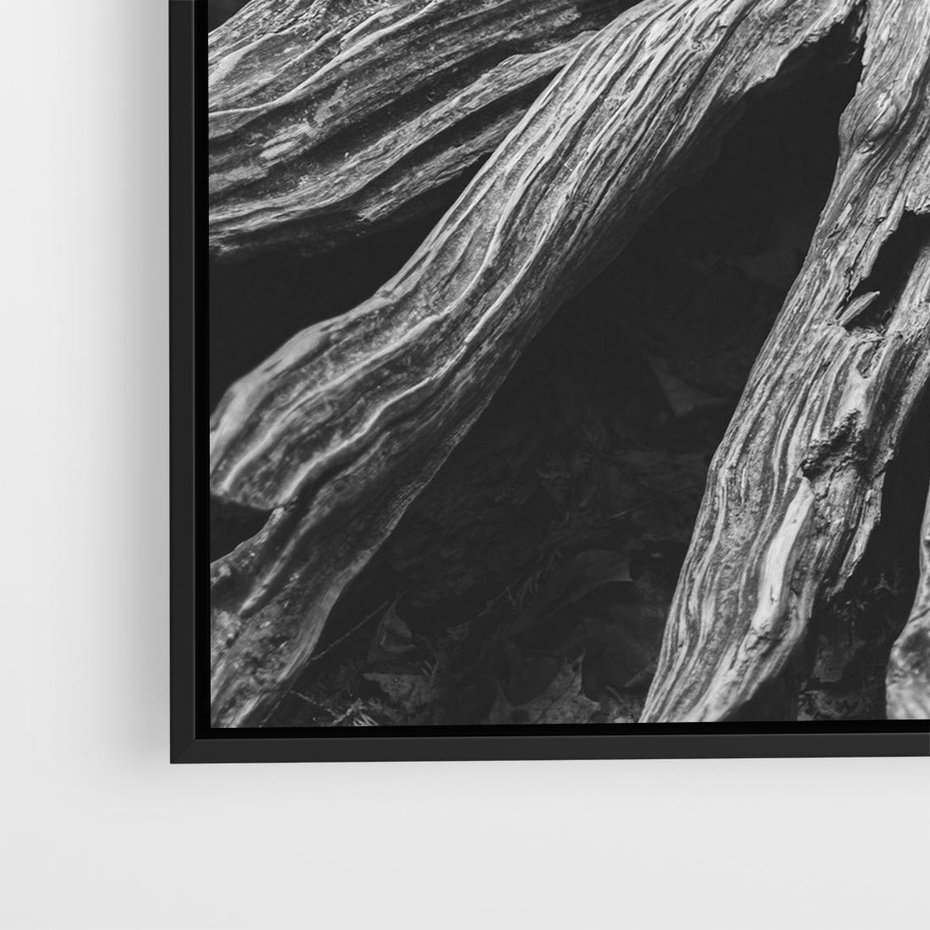 Obraz w ramie 50x50 - Siła Natury - czarno biała fotografia, korzenie wielkiego drzewa - rama czarna
