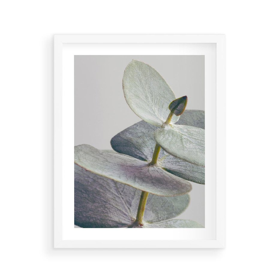 Plakat w ramie 40x50 - Zbliżenie Liści Eukaliptusa - eukaliptus, zbliżenie - rama biała