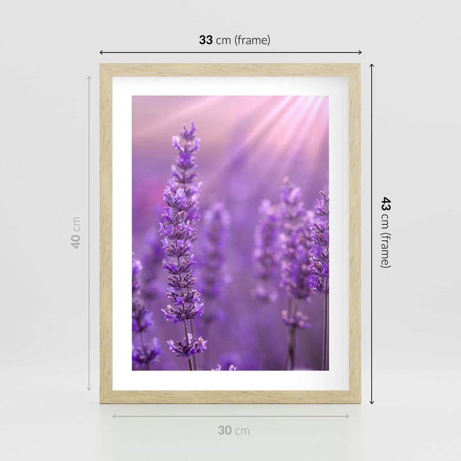 Plakat w ramie 30x40 - Fioletowa harmonia lawendy - lawenda, fiolet - rama drewno