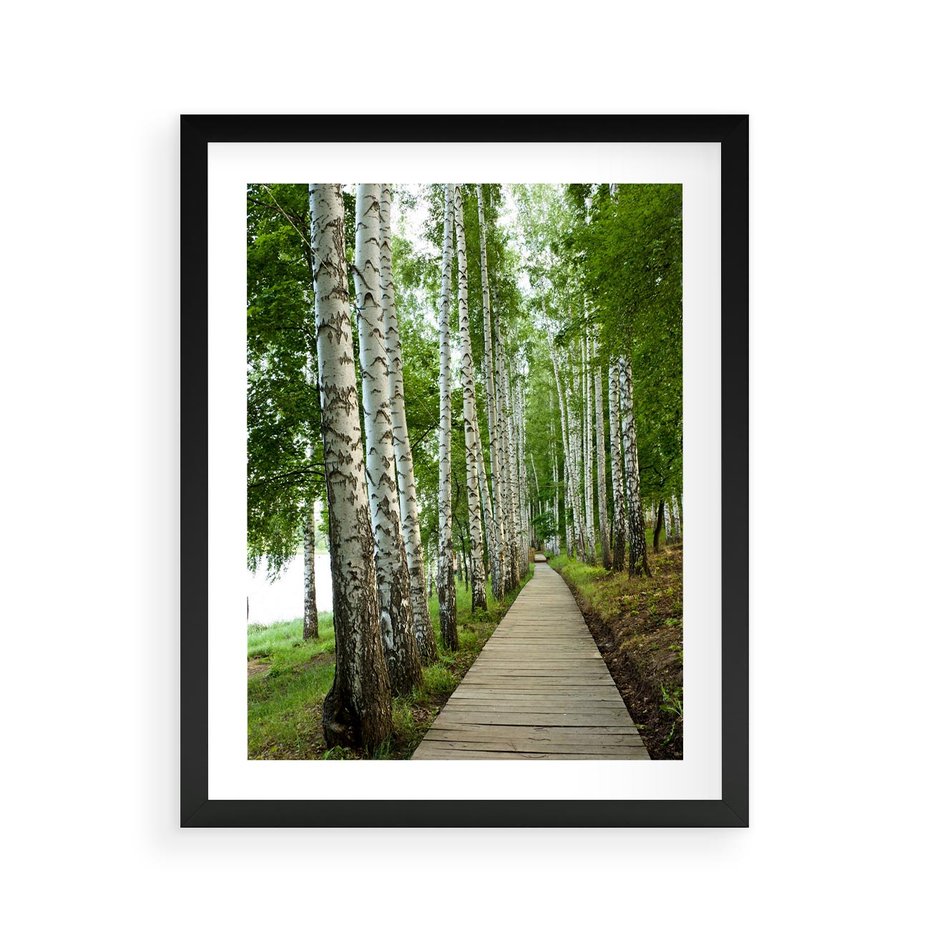 Plakat w ramie 40x50 - Spacer ścieżką przez brzozowy las - las, ścieżka - rama czarna