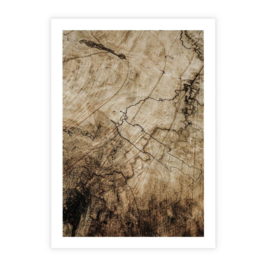 Plakat bez ramy 30x40 - Słoje Natury - słoje drzewa, pieńdrzewa