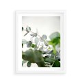 Plakat w ramie 40x50 - Zielony Świat Eukaliptusa - eukaliptus, fotografia - rama biała