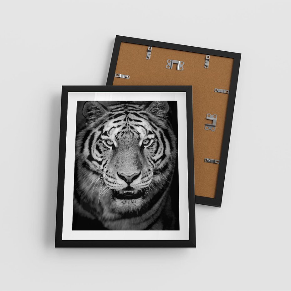Plakat w ramie 40x50 - Tygrys Czarno-Biały: Siła i Delikatność - tygrys, czarno - rama czarna