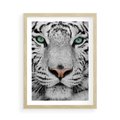 Plakat w ramie 50x70 - Magia Białego Tygrysa - biały, tygrys - rama drewno