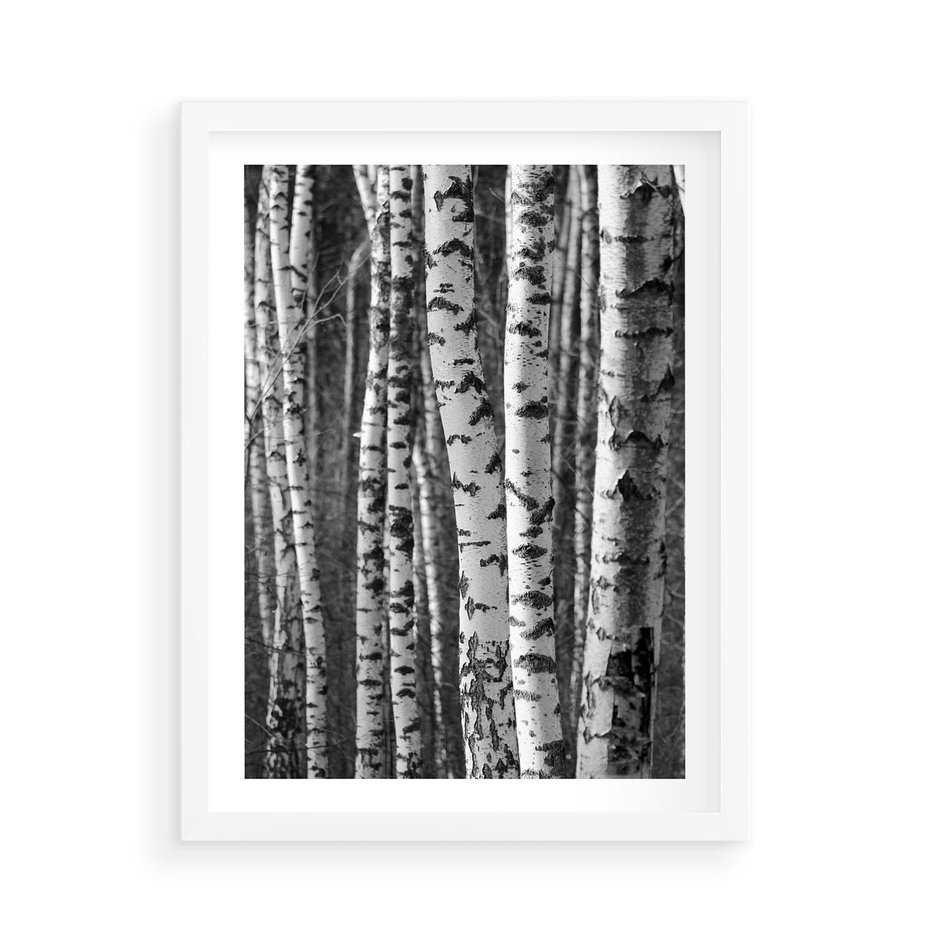 Plakat w ramie 50x70 - Kontrast Monochromatyczny - brzozy, czarno - rama biała