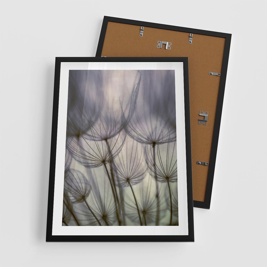 Plakat w ramie 50x70 - Makro dmuchawiec - piękno drobnych detali - dmuchawce, makro - rama czarna
