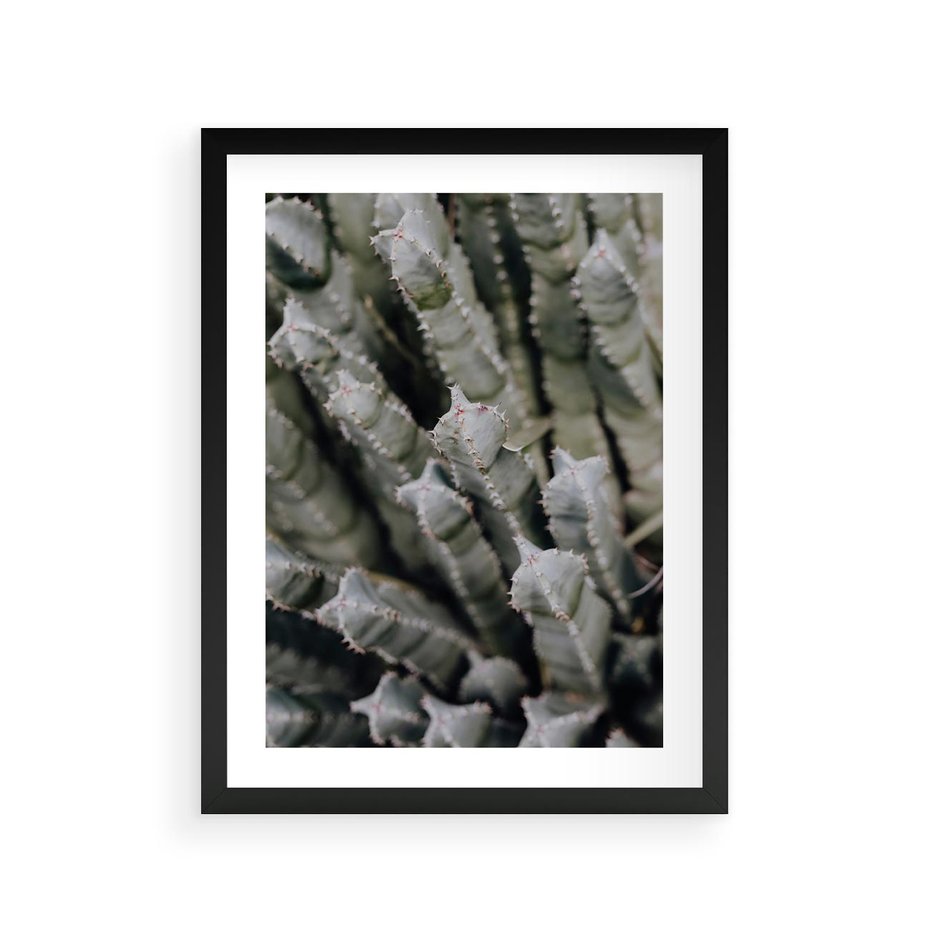 Plakat w ramie 30x40 - Oaza Natury - sukulenty, kaktusy - rama czarna
