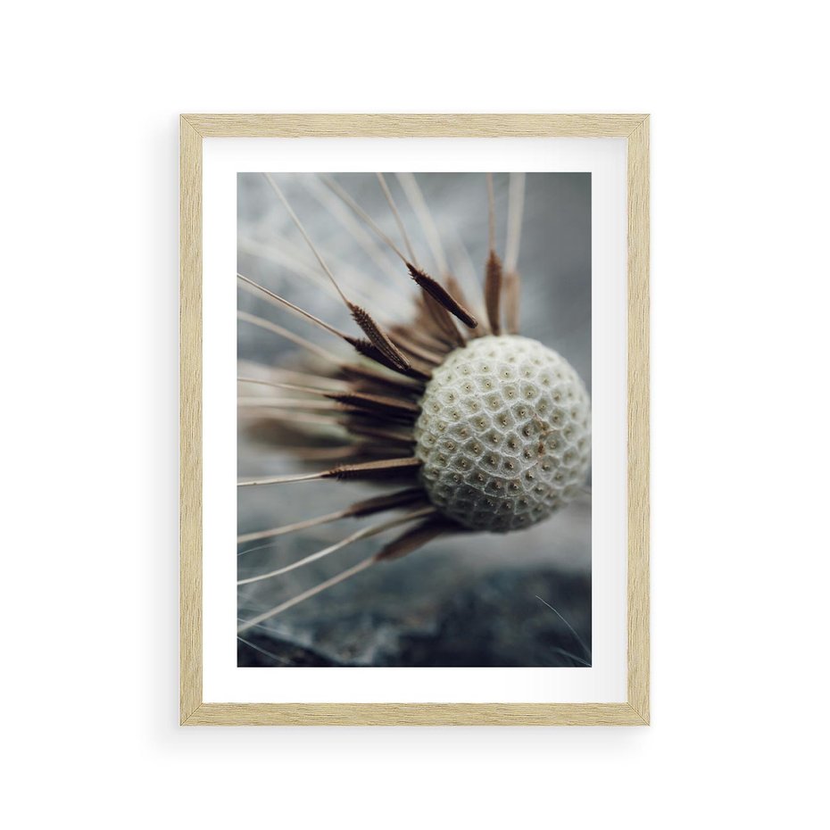 Plakat w ramie 30x40 - Makro Dmuchawiec - dmuchawiec, zbliżenie - rama drewno