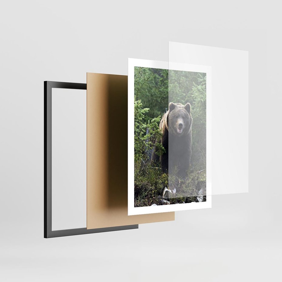 Plakat w ramie 50x70 - Spotkanie z Niedźwiedziem w Lesie - niedźwiedź, las - rama czarna