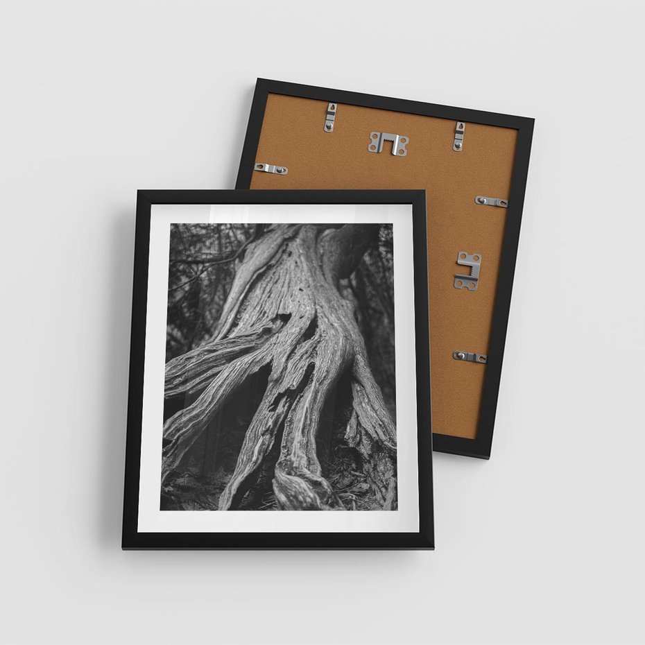 Plakat w ramie 40x50 - Siła Natury - czarno biała fotografia, korzenie wielkiego drzewa - rama czarna