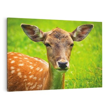 Obraz na płótnie 120x80 - Sarna na łące - sarna, zwierzę