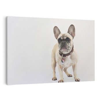 Obraz na płótnie 70x50 - Wernisaż psiego wdzięku - pies, piesek