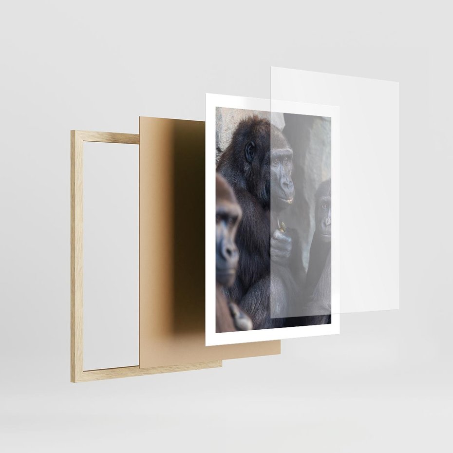 Plakat w ramie 50x70 - Małpy w ich naturalnym środowisku - małpy, szympansy - rama drewno