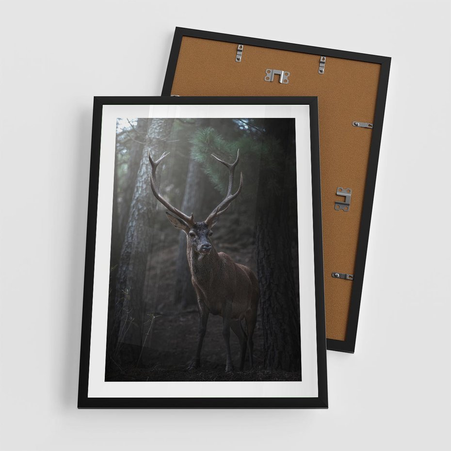 Plakat w ramie 50x70 - Jeleń wśród lasu - jeleń, las - rama czarna