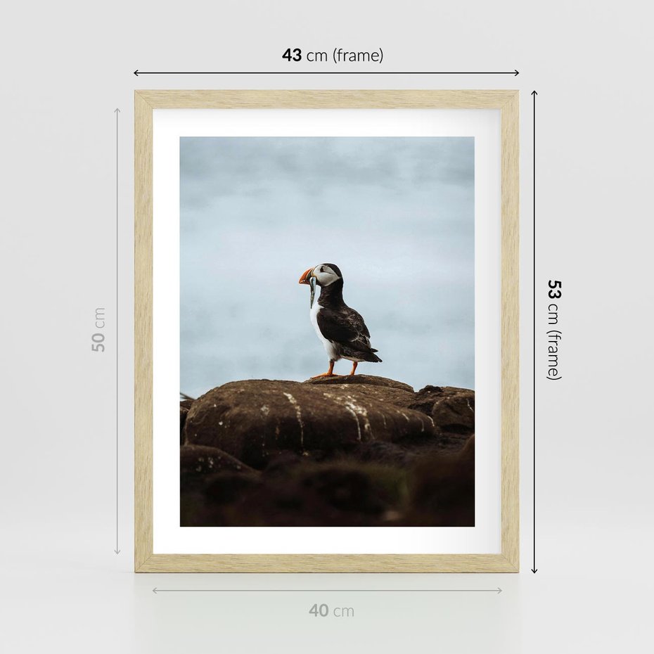 Plakat w ramie 40x50 - Portret Ptaka Morskiego - maskonur, ptak - rama drewno