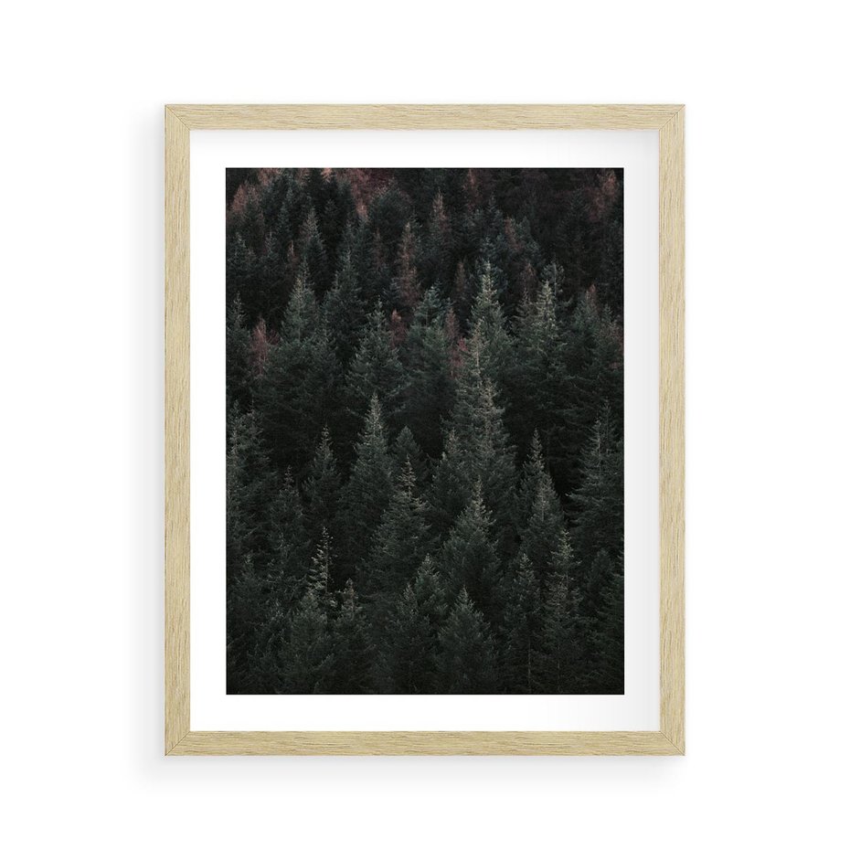 Plakat w ramie 40x50 - Wysoko nad Iglastym Lasem - las, perspektywa - rama drewno