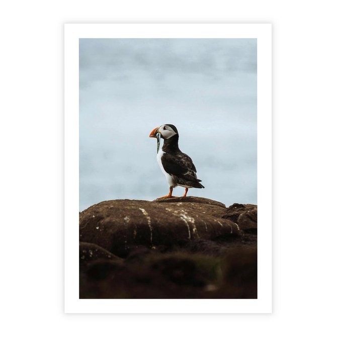 Plakat bez ramy 21x30 - Portret Ptaka Morskiego - maskonur, ptak
