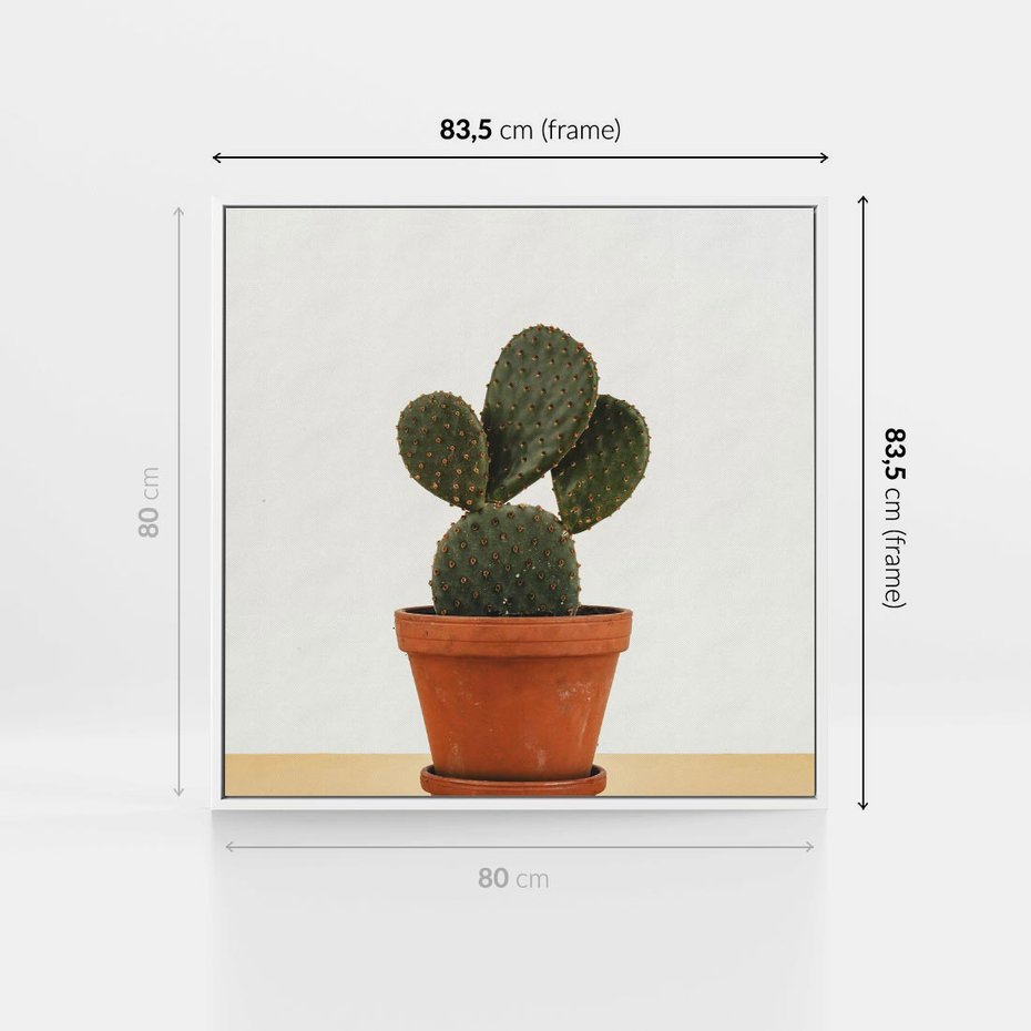 Obraz w ramie 80x80 - Kwiatowy taniec kaktusa - kaktus, kwiat - rama biała