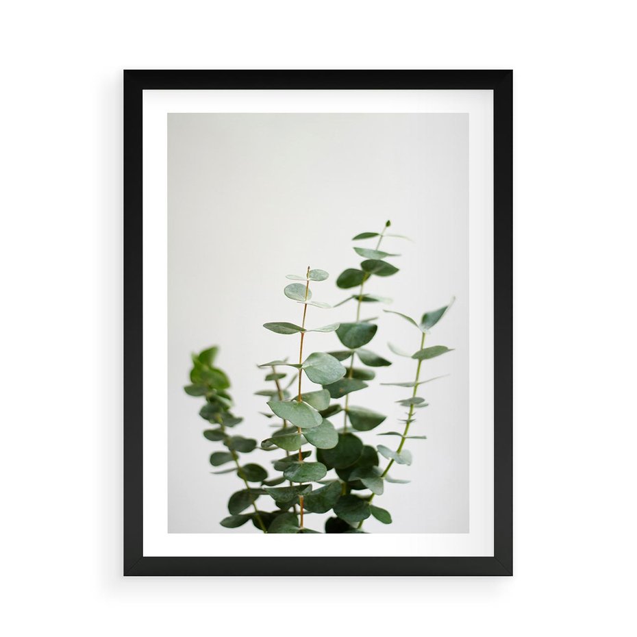 Plakat w ramie 50x70 - Żywa eukaliptusowa zieleń - eukaliptus, zielone - rama czarna