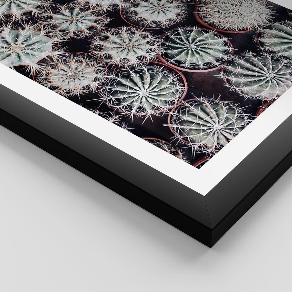 Plakat w ramie 50x70 - Wzór Kaktusów - kaktusy w doniczkach, ujęcie z góry - rama czarna