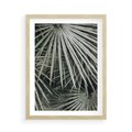 Plakat w ramie 50x70 - Ujęcie Tropikalnej Natury - palmy, liście palmy - rama drewno