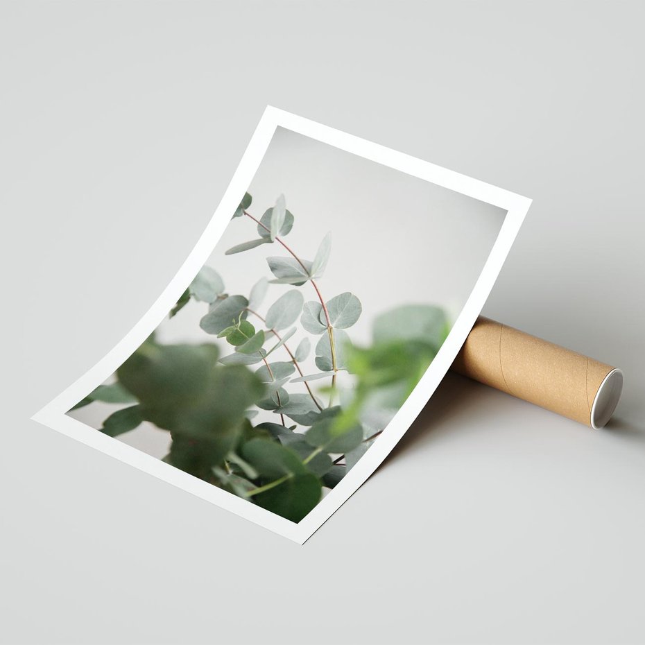 Plakat bez ramy 30x40 - Liście eukaliptusa w naturze - eukaliptus, liście