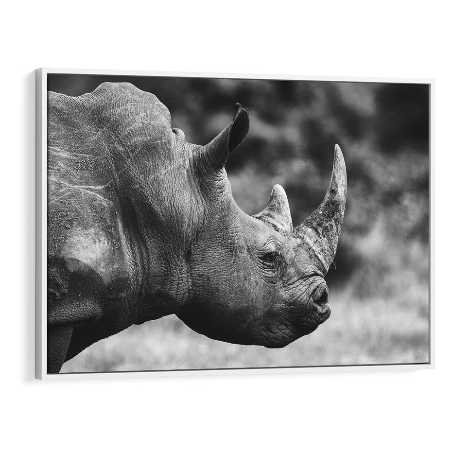Obraz w ramie 70x50 - Potęga Afryki - czarno biała fotografia, zbliżenie na postać nosorożca - rama biała
