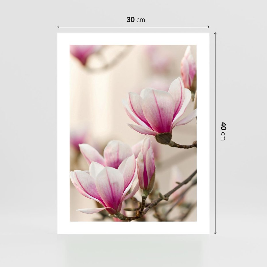 Plakat bez ramy 30x40 - Urok Magnolii - magnolie, kwiaty
