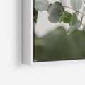 Obraz w ramie 80x80 - Liście eukaliptusa w naturze - eukaliptus, liście - rama biała