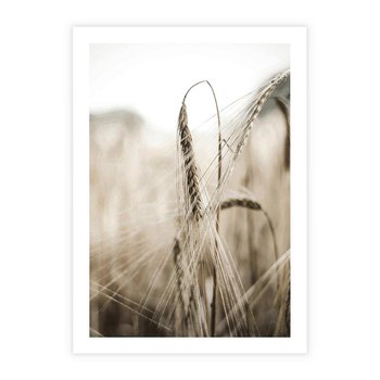 Plakat bez ramy 21x30 - Kłosy Pszenicy w Sepii - zboże, kłos pszenicy