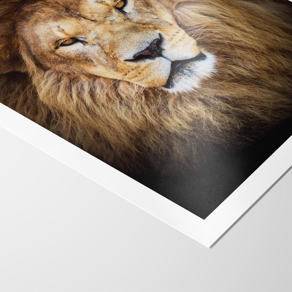 Plakat bez ramy 50x70 - Król zwierząt w majestatycznym stylu - lew, król