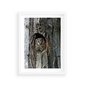 Plakat w ramie 30x40 - Tajemniczy W świecie Nocy - sowa, dziupla - rama biała