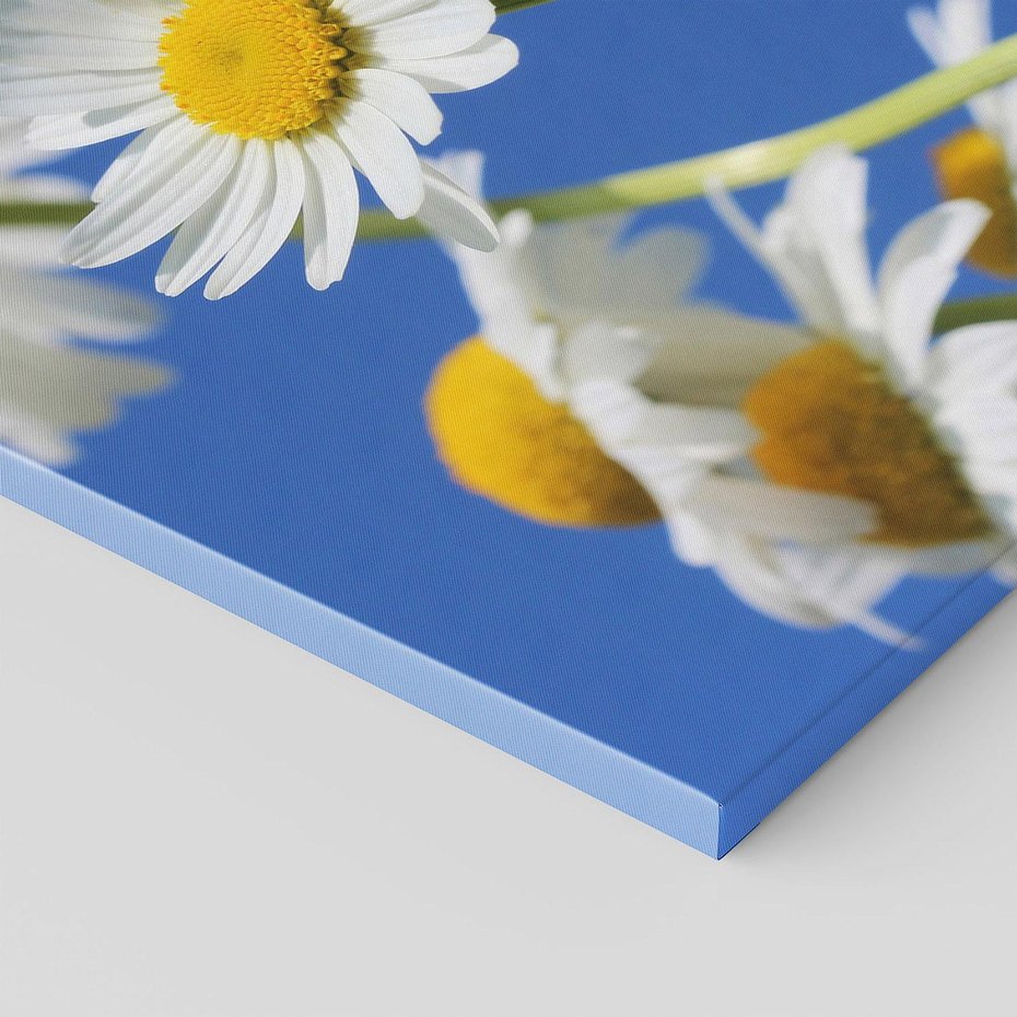 Obraz na płótnie 80x80 - Stokrotkowe pola - stokrotki, kwiaty