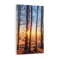 Obraz na płótnie 50x70 - Piękno lasu - las, drzewa