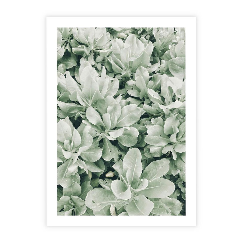 Plakat bez ramy 21x30 - Liście w Jasnych Odcieniach Zielonego - liście, jasna zieleń fotografia