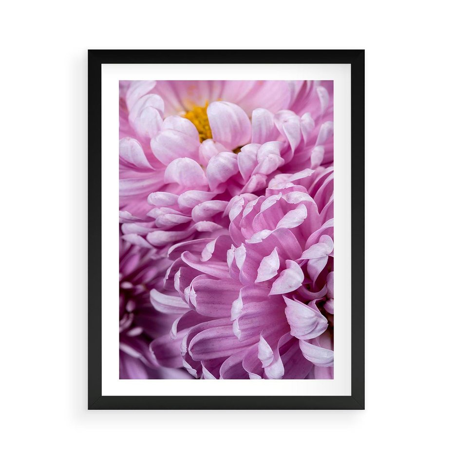 Plakat w ramie 50x70 - Fioletowy zawrót głowy - kwiat, różowy kwiat - rama czarna