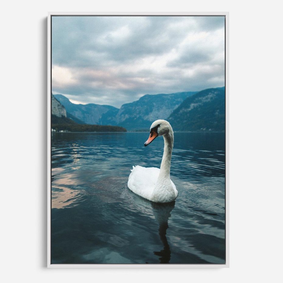 Obraz w ramie 80x120 - Łabędzi Śpiew - fotografia, plakat - rama biała