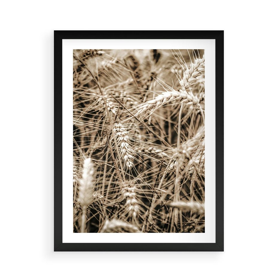 Plakat w ramie 50x70 - Zbliżenie na Kłosy Zboża - zboża, kłosy zboża - rama czarna