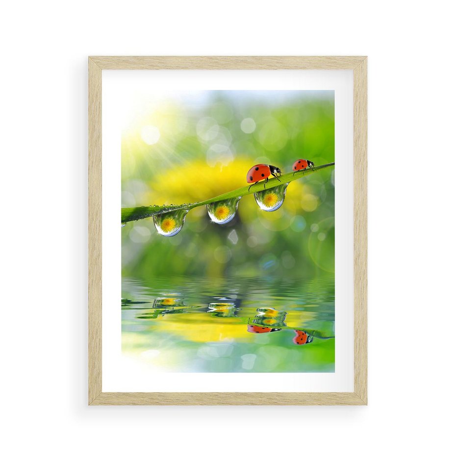Plakat w ramie 40x50 - Deszczowa Biedronka - biedronka, deszcz - rama drewno