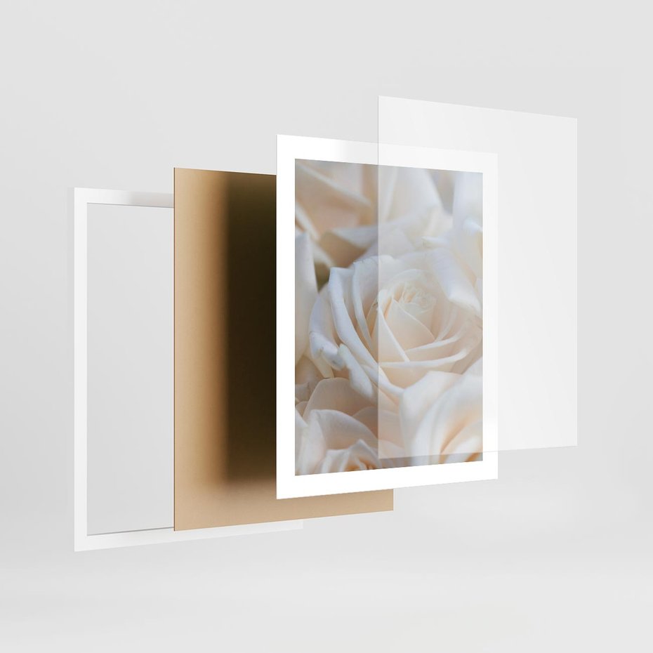 Plakat w ramie 40x50 - Białe róże piękności - białe, róże - rama biała