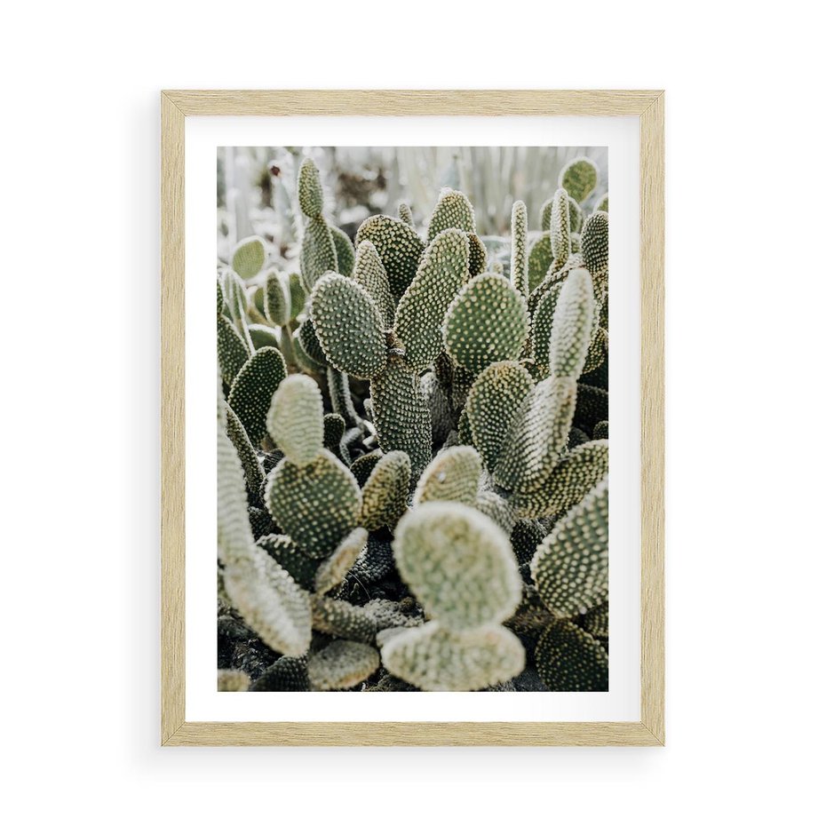 Plakat w ramie 50x70 - Kaktusowa Harmonia - kaktusy, fotografia - rama drewno